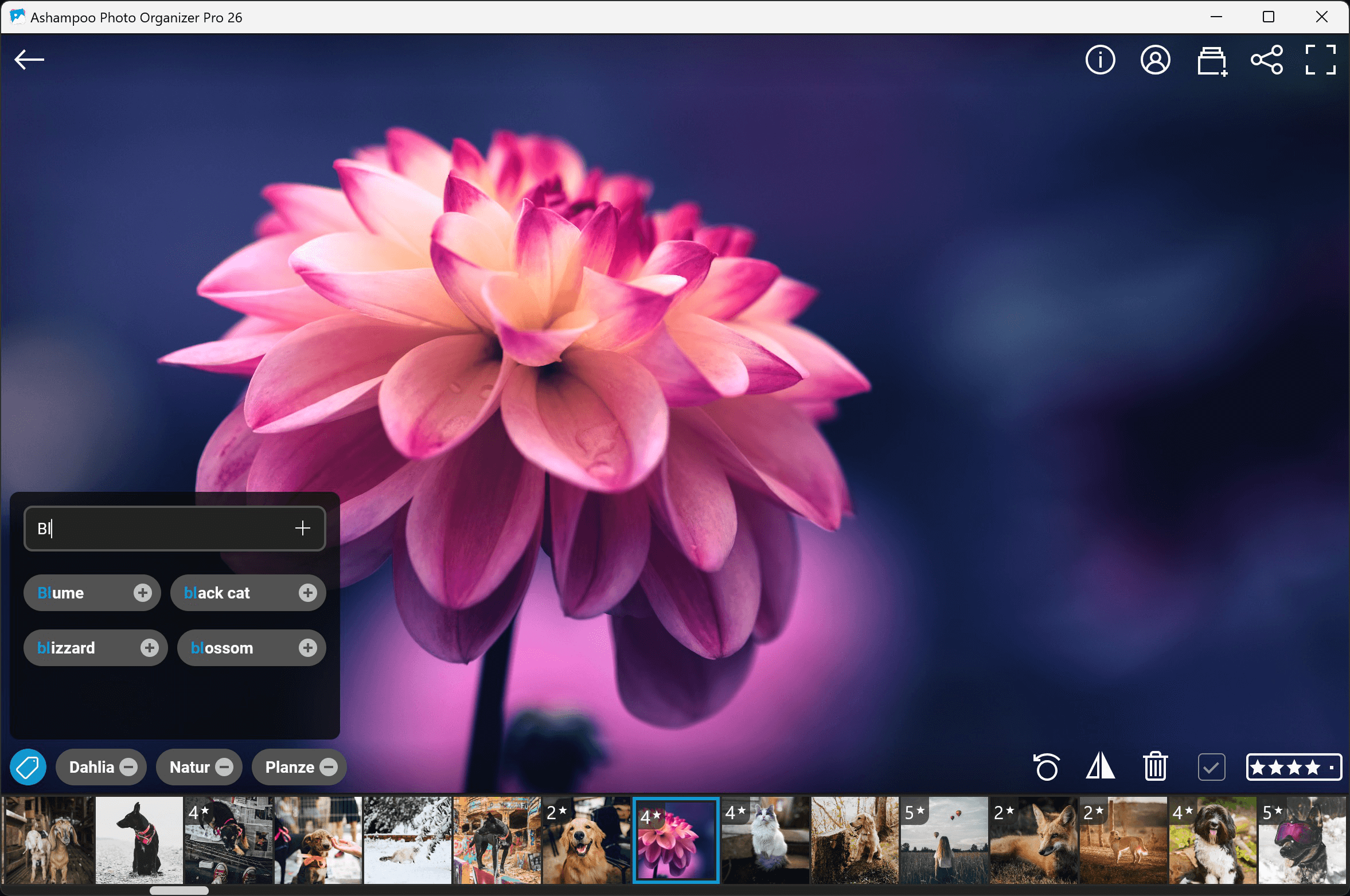 Ashampoo Photo Organizer Pro 26 Windows 10/11 1PC Dauerlizenz Digitaler Download