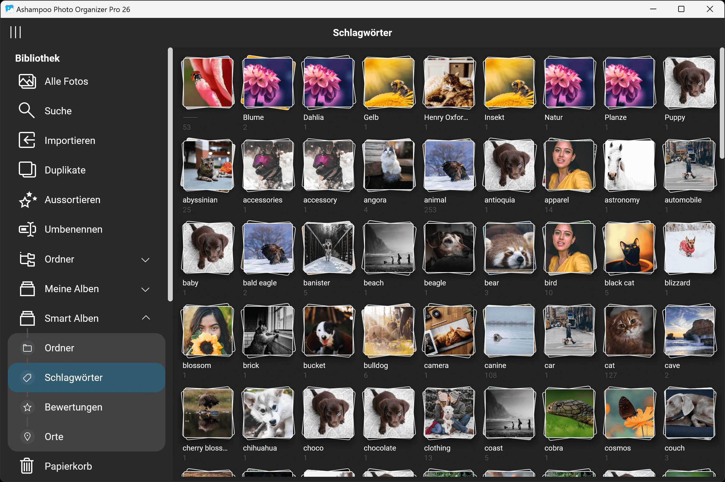 Ashampoo Photo Organizer Pro 26 Windows 10/11 1PC Dauerlizenz Digitaler Download