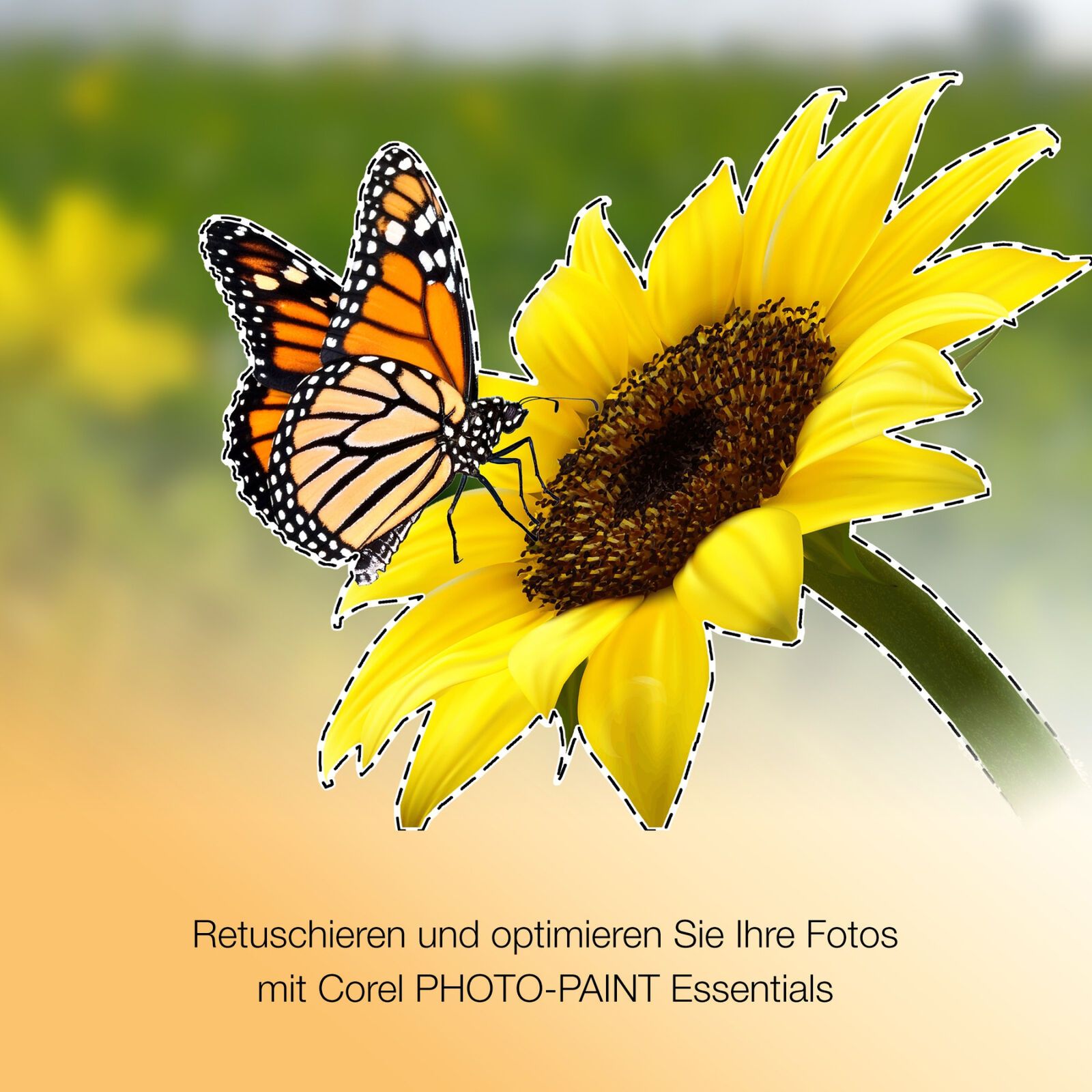 CorelDRAW Essentials 2024 inkl.PHOTOPAINT Essentials, Windows Digitaler Download